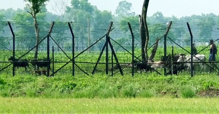পোরশা সীমান্তে বিএসএফের গুলিতে বাংলাদেশি নিহত